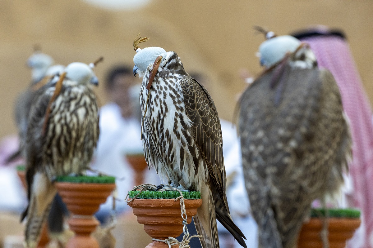 جناح الصقور
